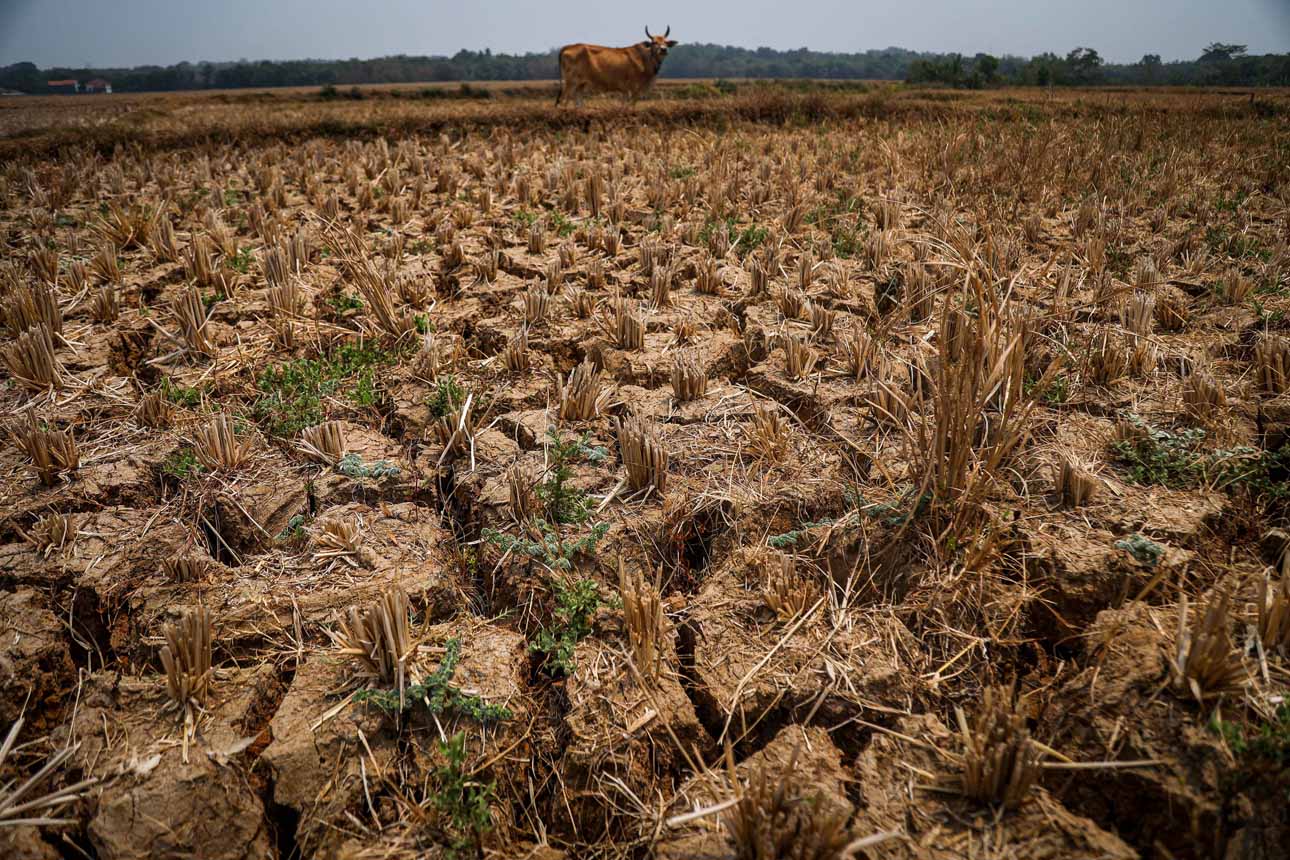 Foto: Kekeringan Landa 1.354 Hektare Lahan Pertanian di Kabupaten Bekasi