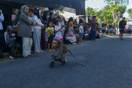 Pelanggaran larangan pertunjukan topeng monyet