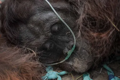 Terdampak Asap Karhutla, Orang Utan Dievakuasi