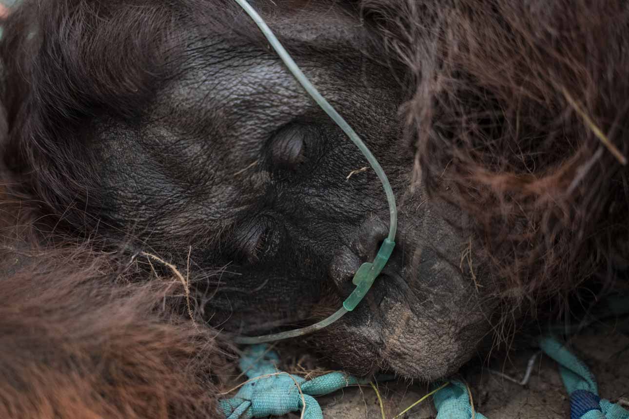 Foto: Terdampak Asap Karhutla, Orang Utan Dievakuasi