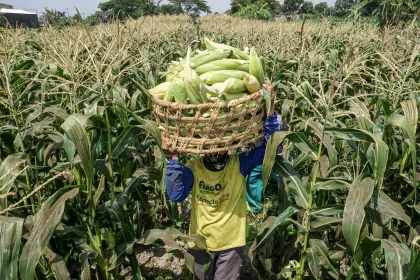 Optimalkan Aset Perkebunan, PTPN I Siapkan 10 Ribu Hektare Lahan untuk Jagung