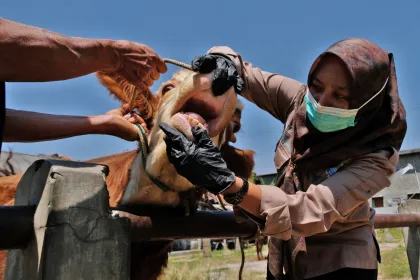 Berita Foto : Pemeriksaan hewan dan pembagian obat ternak gratis