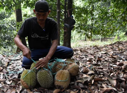 Berita Foto : Panen raya durian Cengal Bogor