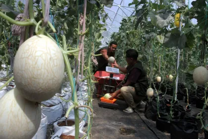 Berita Foto : Inovasi pertanian melon berkelanjutan di Ngawi