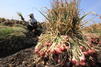 Berita Foto : Panen raya bawang merah di Nganjuk