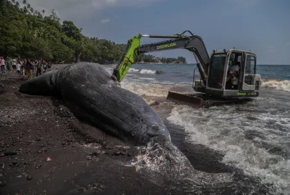 Berita Foto : Paus sperma terdampar di Pantai Taduma Ternate