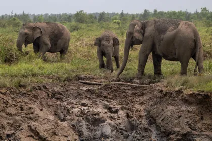 Populasi Gajah Sumatra di Padang Sugihan Capai 29 Ekor
