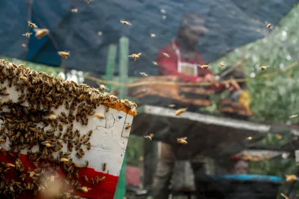 Berita Foto : Panen madu lebah Apis mellifera
