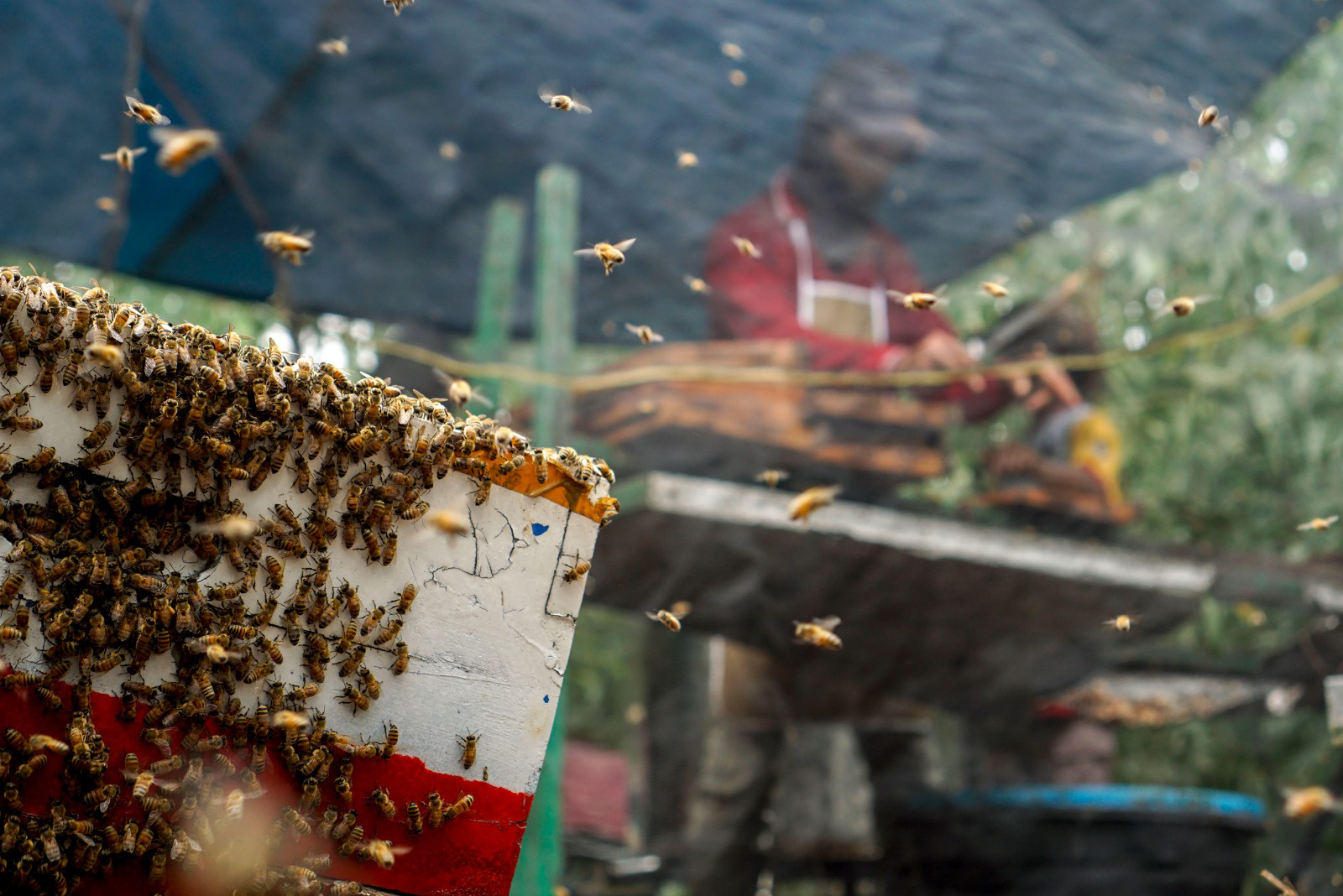 Foto: Panen madu lebah Apis mellifera