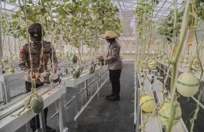 Polda Maluku Utara Kembangkan Budi Daya Melon Hidroponik