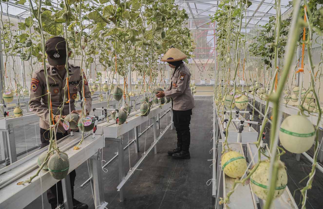 Foto: Polda Maluku Utara Kembangkan Budi Daya Melon Hidroponik