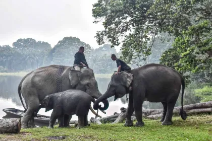 Gajah Sumatra Bermain di Tengah Kabut Asap Karhutla, Habitatnya Kian Terancam