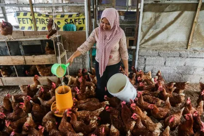 Sistem Pemeliharaan Ayam Petelur Bebas Sangkar Diterapkan KWT Tangguh