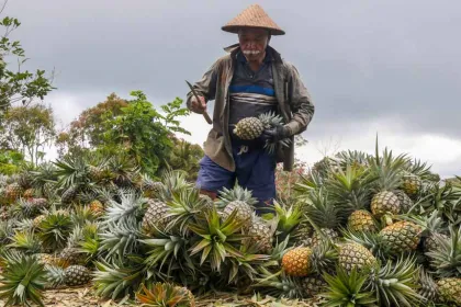 Indonesia Catat Produksi Nanas Terbesar di Dunia