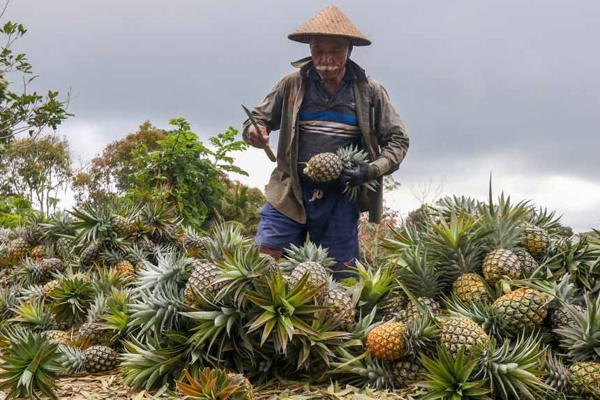 Foto: Indonesia Catat Produksi Nanas Terbesar di Dunia