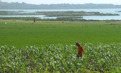 Saat Waduk Cengklik Surut, Warga Manfaatkan Lahannya untuk Pertanian