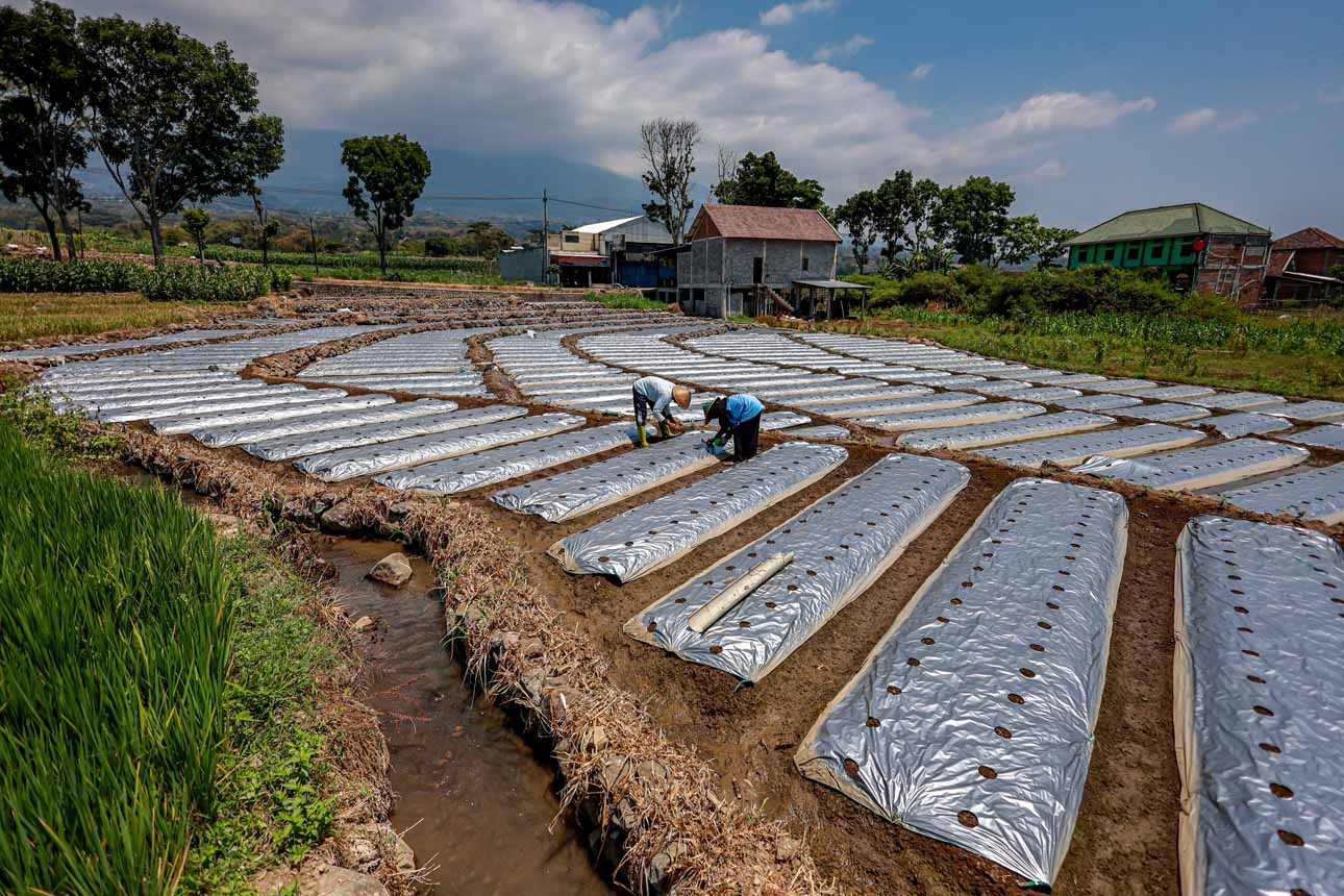 Foto:  Petani Gunakan Plastik Mulsa untuk Hadapi Musim Kemarau