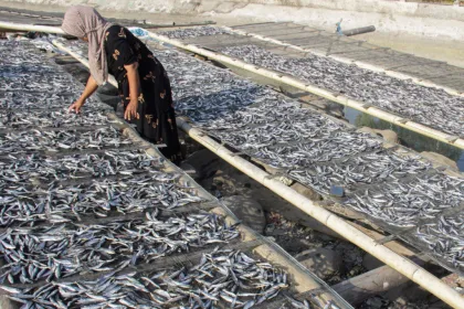 Produksi ikan kering di Maumere turun