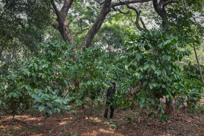 Agro eduwisata tanaman kopi di hutan kota Jakarta
