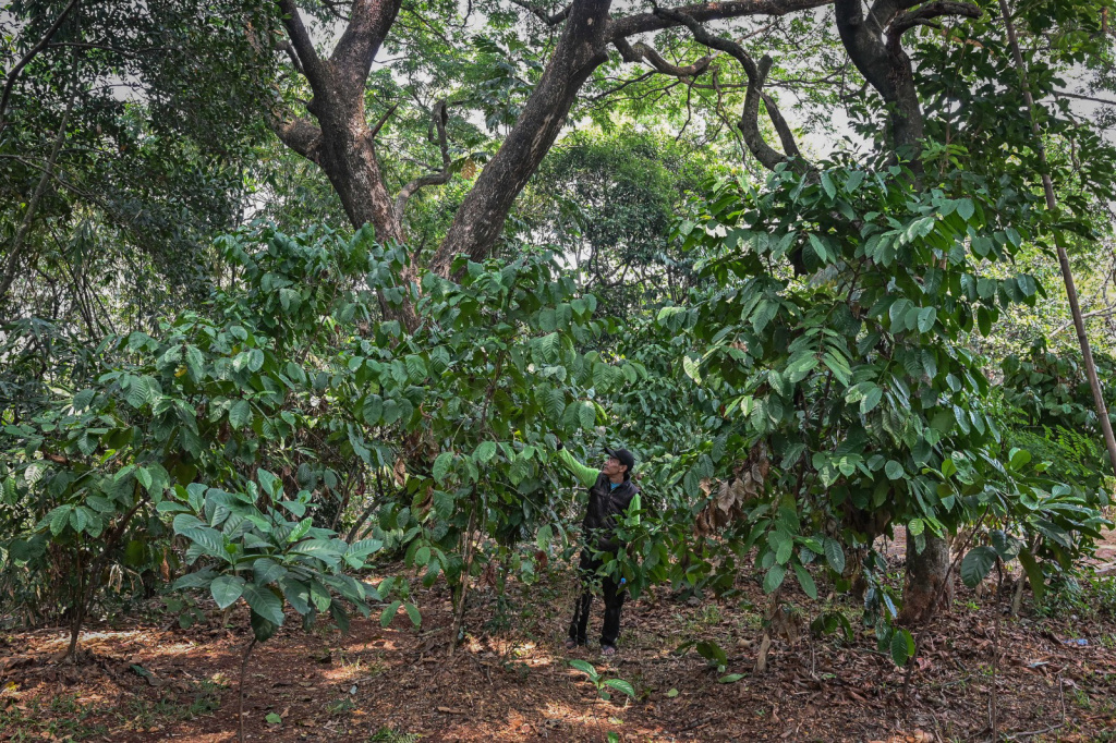 Agro eduwisata tanaman kopi di hutan kota Jakarta