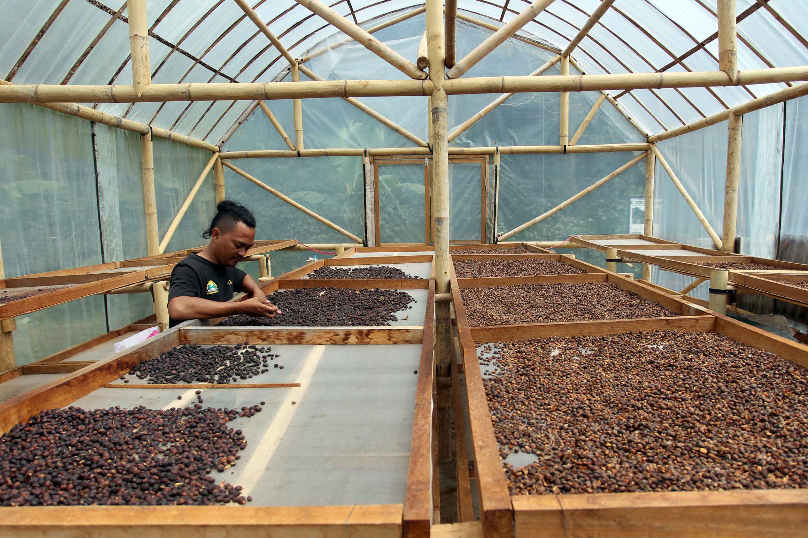 Foto: Kopi Cibulao Tumbuh Bersama Program Desa Sejahtera Astra, Siap Tembus Pasar Dunia
