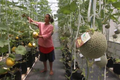 Swara Hijau Farm Dapat Pendampingan YDBA, Perkuat Tata Kelola dan Kapasitas Urban Farming