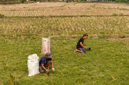 Kekeringan Melanda, Areal Pertanian Padi di Jawa Barat Terdampak