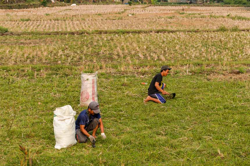 Berita Foto : Kekeringan Melanda, Areal Pertanian Padi di Jawa Barat Terdampak