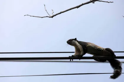 Jelarang, Satwa Langka Terlihat di Kabel Listrik