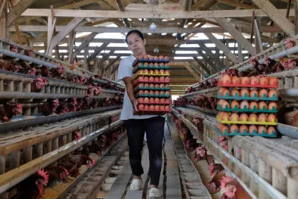 Peternak Ayam dan Telur Hadapi Ancaman Kerugian