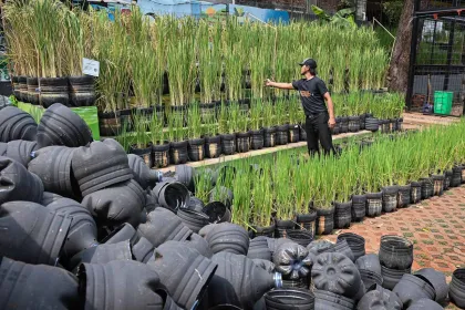 Limbah Galon Dimanfaatkan untuk Budi Daya Padi di Jakarta