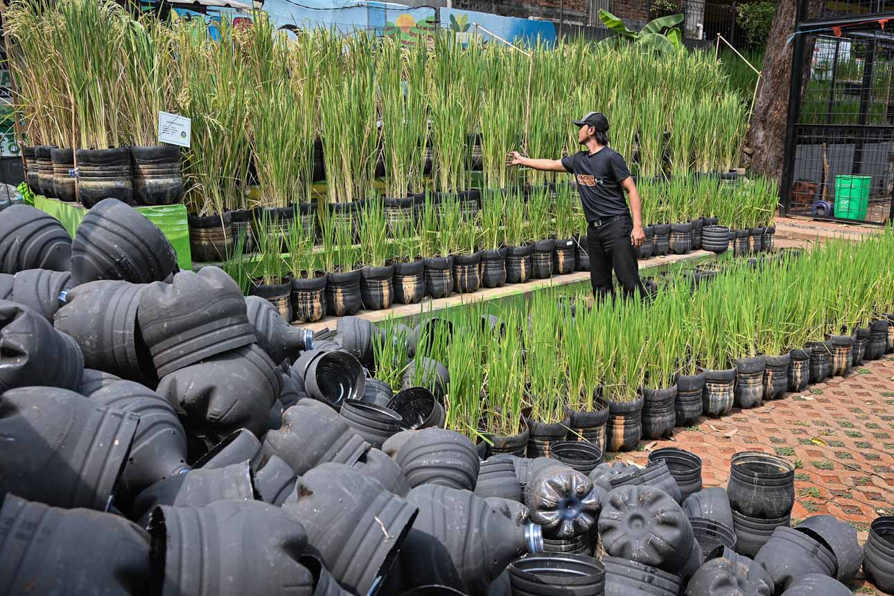 Foto: Limbah Galon Dimanfaatkan untuk Budi Daya Padi di Jakarta