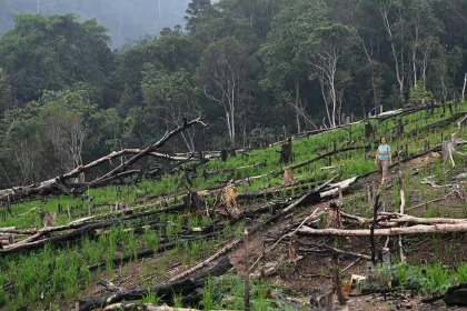 Mengenal Pertanian Padi Gunung Suku Dayak Bahau