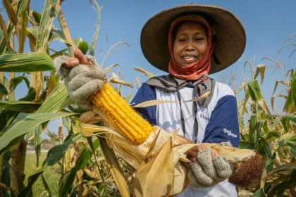 Produksi jagung pipilan kering diproyeksikan naik dibandingkan tahun lalu