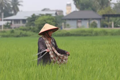 Pemulihan sawah pascabencana di Aceh
