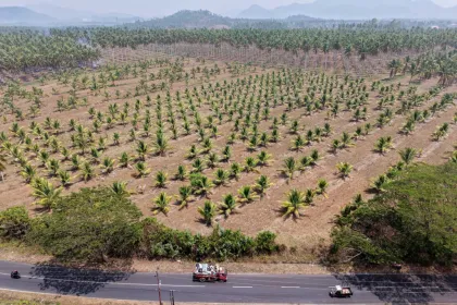 Berita Foto : Peremajaan lahan perkebunan kelapa