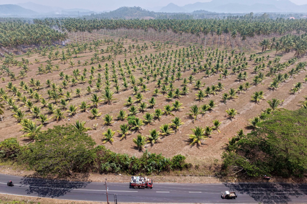 Foto: Peremajaan lahan perkebunan kelapa