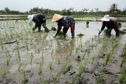 Optimalisasi percepatan tanam padi di Sumut