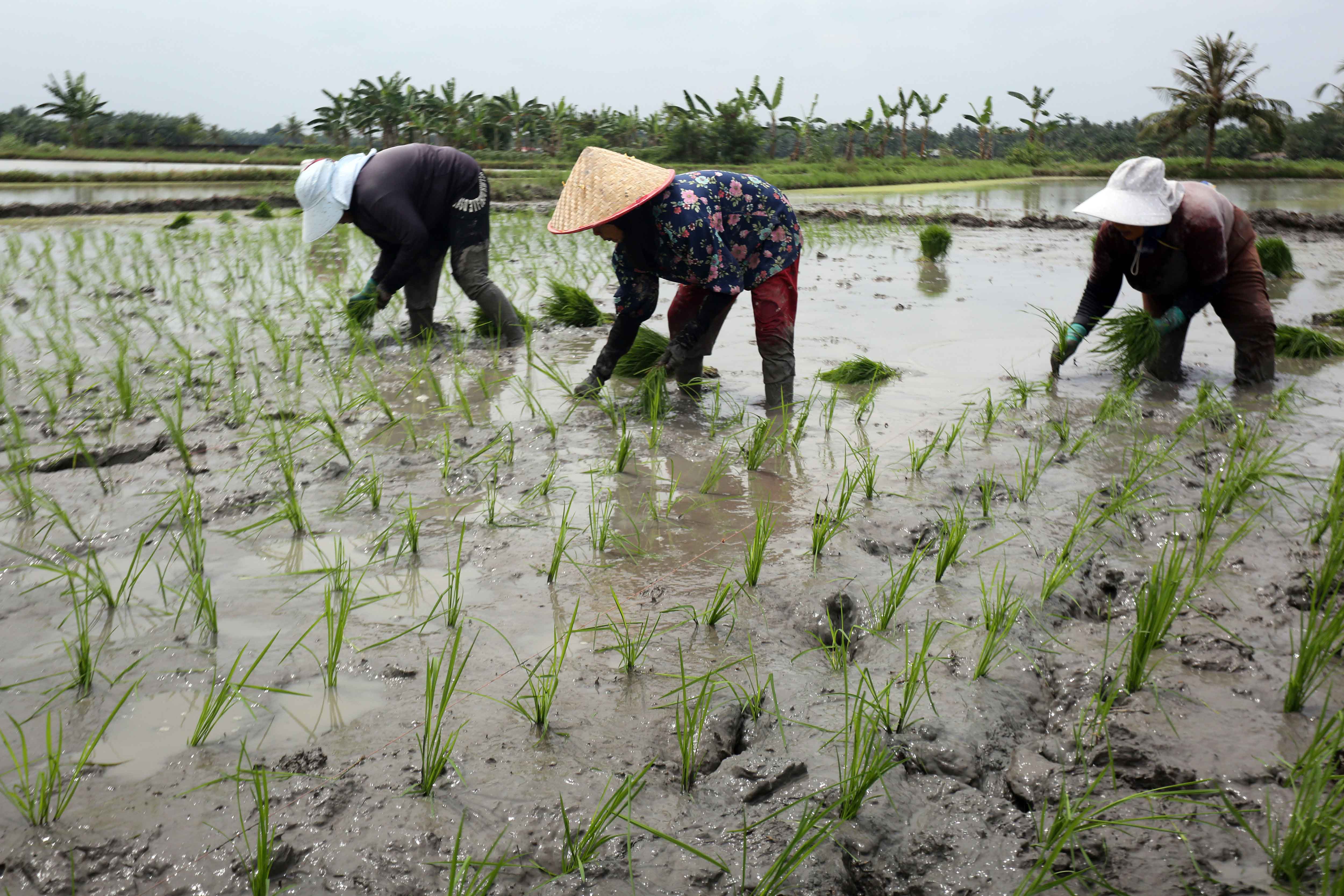 Foto: Optimalisasi percepatan tanam padi di Sumut