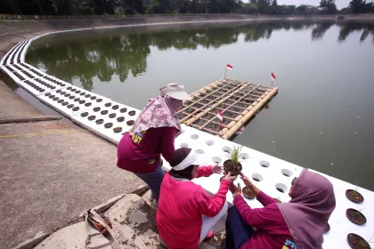Uji coba penanaman padi apung 