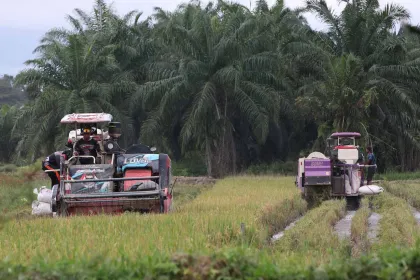 Panen Raya di Aceh Tamiang, Petani Bangkit Pascabencana