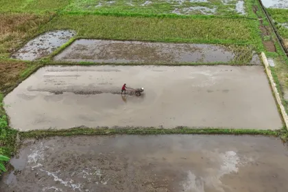 Persiapan lahan sawah untuk musim tanam rendengan