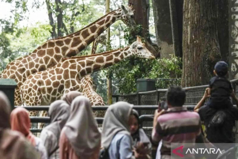 Margasatwa Ragunan bidik 600.000 pengunjung pada libur lebaran