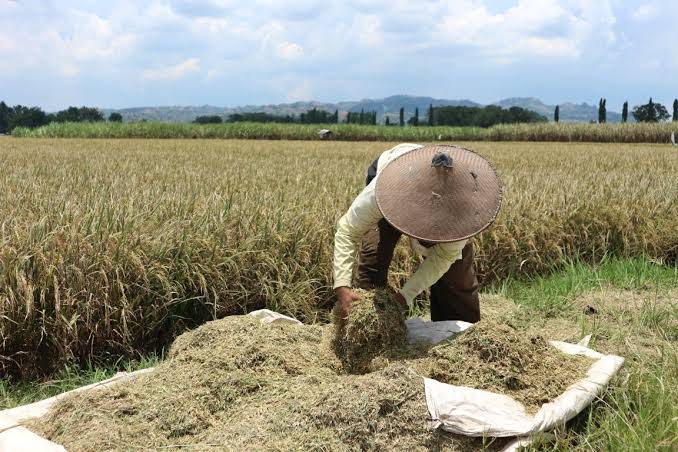 Tusip di Pandeglang Mulai Panen, Pekebun Senang Dapat Tambahan Penghasilan