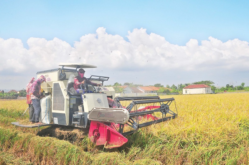 Kementan: Pemerintah Serap Gabah Sesuai HPP