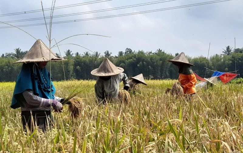 Kejar Target Produksi, Serang Percepat Masa Tanam Padi