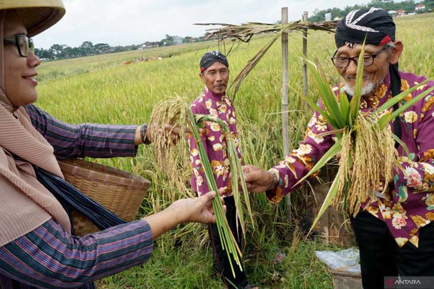 Ritual Adat Miwiti Panen Padi di Tulungagung