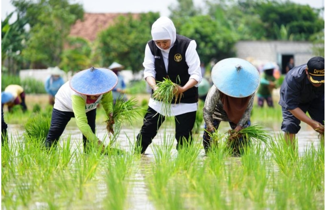 Bukan Kaleng-kaleng, Jatim Jawara Tanam Padi, Sumbang Seperempat Produksi Nasional