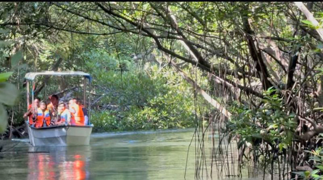 Merawat Mangrove Demi Terjaganya Ekosistem Pantai di Bali