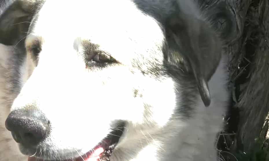 Anjing Penjaga Ternak Selamatkan Balita Dua Tahun dari Singa Gunung di Arizona